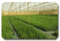 alemplás viveiros oliveiras