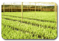 alemplás viveiros oliveiras