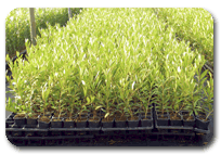 alemplás viveiros oliveiras