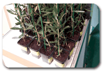 alemplás viveiros oliveiras