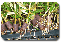 alemplás viveiros oliveiras